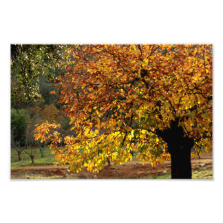 Impression Photo Feuilles dorées du marronnier en automne dans la