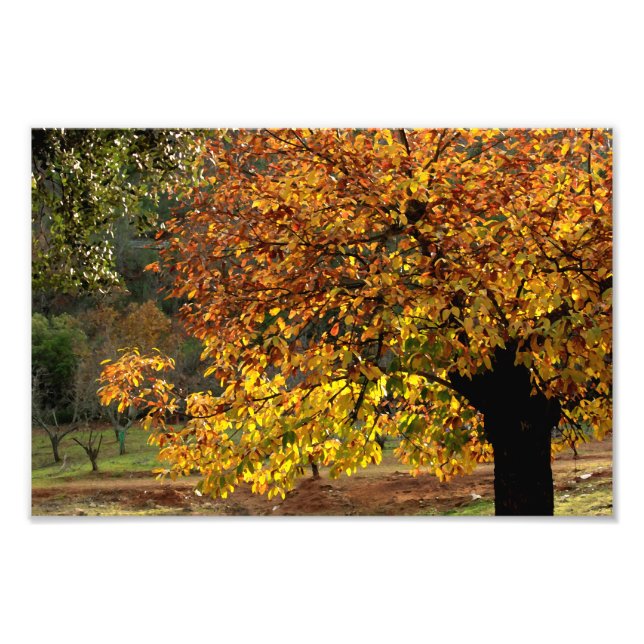 Impression Photo Feuilles dorées du marronnier en automne dans la (Devant)