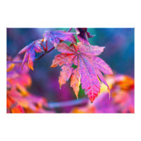 Feuilles éblouissantes d'érable japonais