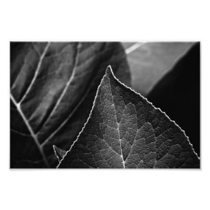 Impression Photo feuilles étant