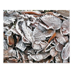 IMPRESSION PHOTO FEUILLES HIVER