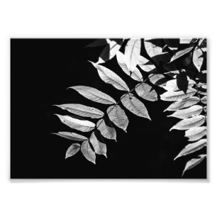 Impression Photo Feuilles noix en noir et blanc