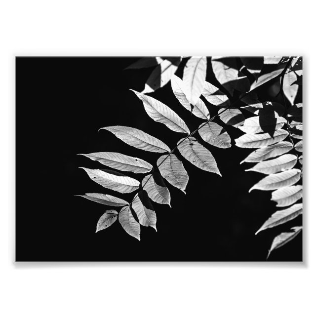 Impression Photo Feuilles noix en noir et blanc (Devant)