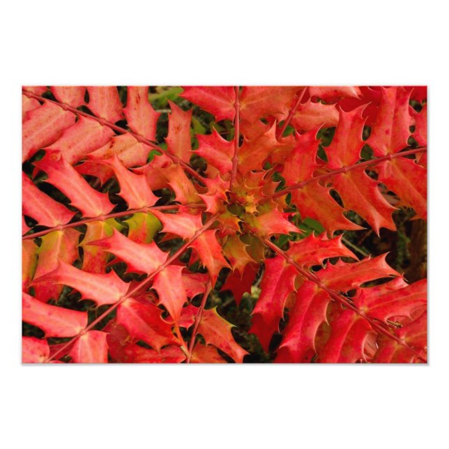 Impression Photo Feuilles rouges, Arrière - plan feuille, feuille,  (Devant)
