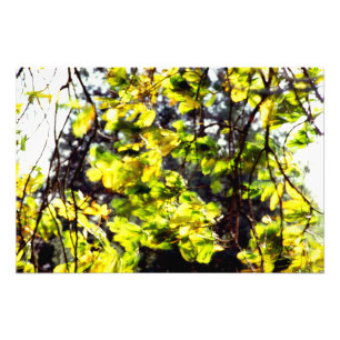 Impression Photo Feuilles soufflent dans le vent