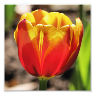 Impression Photo Fierté Orange Jaune Tulipe Fleur Fermer 8x8