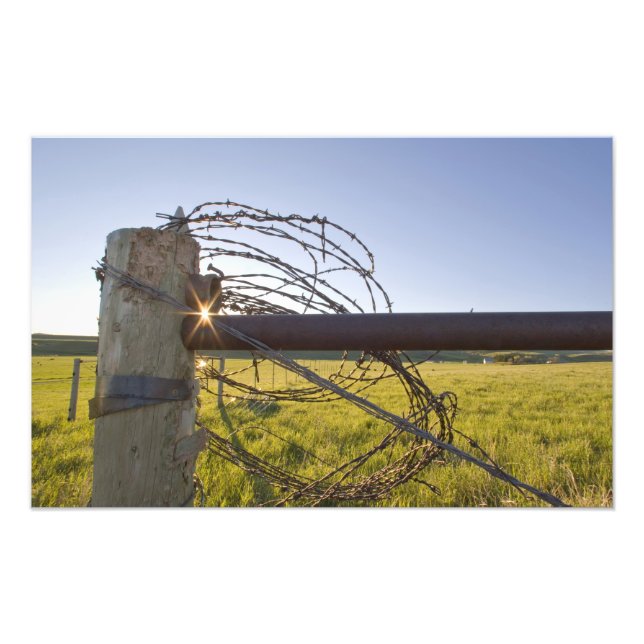 Impression Photo Fil barbelé roulé sur fencerow près (Devant)