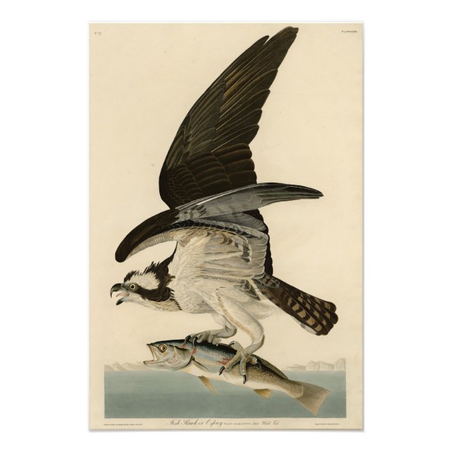Impression Photo Fish Hawk, Osprey, d'Audubon's Birds of America (Devant)
