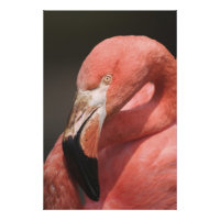 Flamant rose chilien, Phoenicopterus chilensis