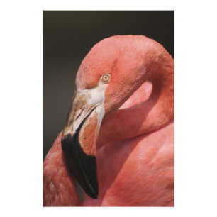Impression Photo Flamant rose chilien, Phoenicopterus chilensis