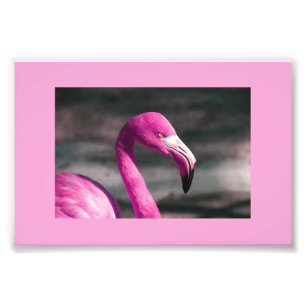 Impression Photo Flamant Rose Posant Joliment