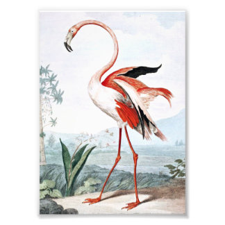 Impression Photo Flamant rose rose Oiseau Art Vintage
