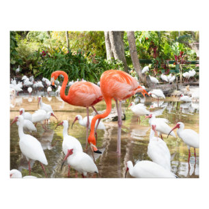 Impression Photo Flamant rose rose tropical Nature Floride
