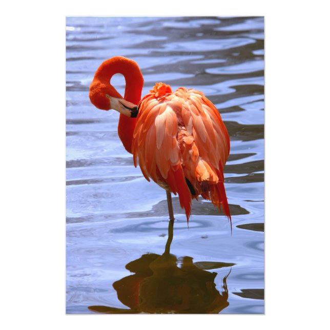 Impression Photo Flamant rose sur une jambe dans l'eau (Devant)