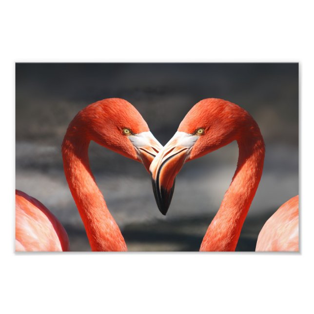 Impression Photo Flamant rose Valentine (Devant)