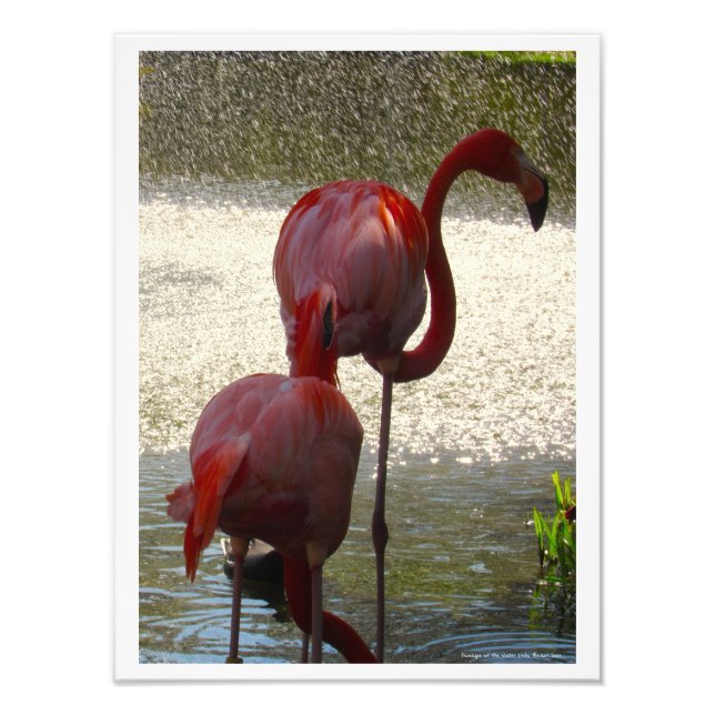 Impression Photo Flamants roses à l'eau par Linda Becker (Devant)