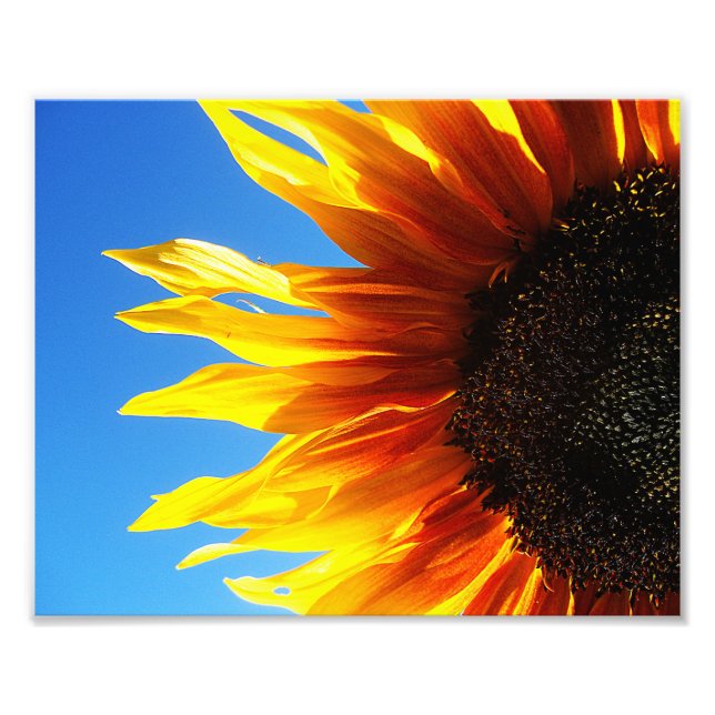 Impression Photo Flamme de tournesol 10x8 (Devant)