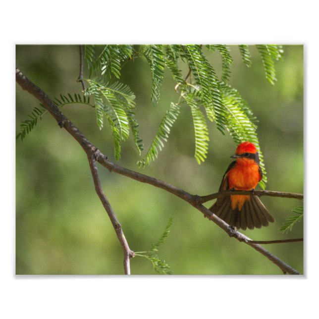 Impression Photo Flashy Homme Vermillion Flycatcher (Devant)