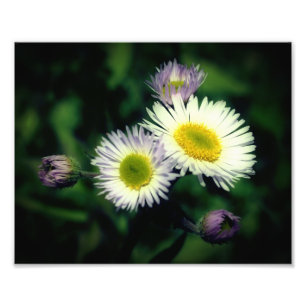 Impression Photo Fleabane sauvage Fleur de marguerite Fermer 8x10