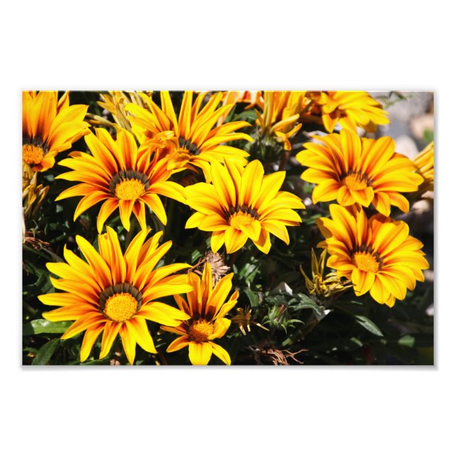 Impression Photo Fleur (Devant)