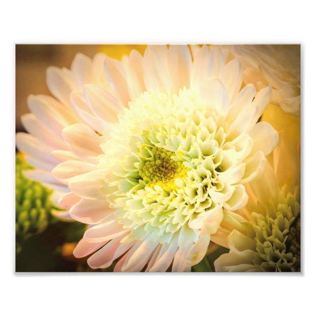 Impression Photo Fleur blanche (Devant)