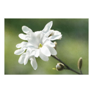Impression Photo Fleur blanche de Magnolia