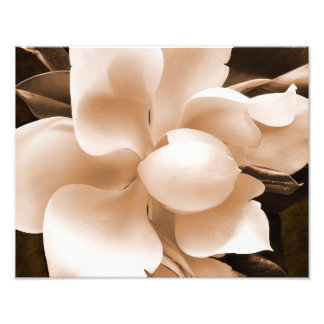 Impression Photo Fleur blanche Magnolia Sepia Arrière - plan noir