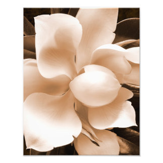 Impression Photo Fleur blanche Magnolia Sepia Arrière - plan noir