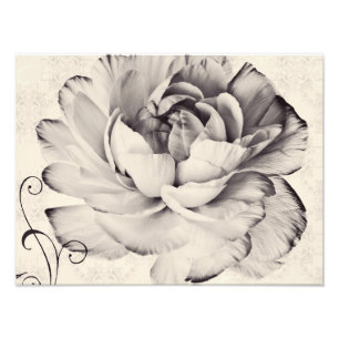 Impression Photo Fleur blanche Ranunculus Arrière - plan noir