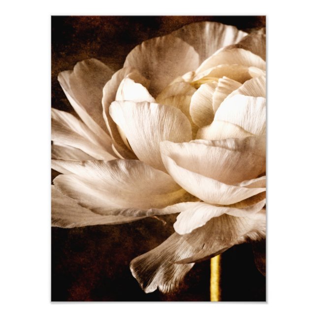 Impression Photo Fleur blanche Ranunculus Sepia Arrière - plan noir (Devant)