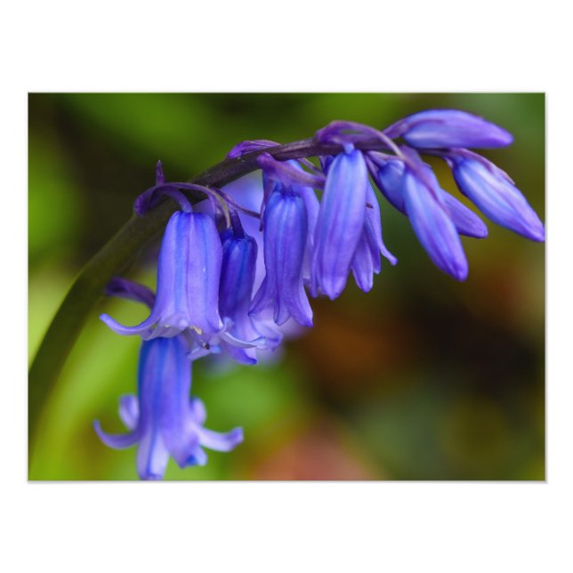 Impression Photo Fleur Bluebell (Devant)