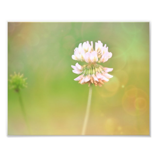 Impression Photo Fleur botanique du trèfle (Devant)