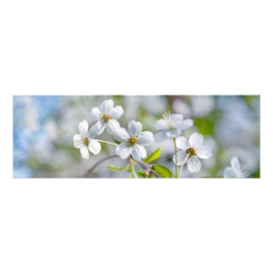 Impression Photo Fleur cerise blanche