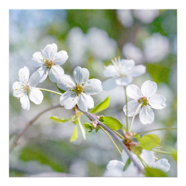 Impression Photo Fleur cerise blanche (Devant)