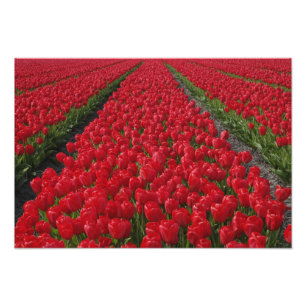 Impression Photo Fleur champ de tulipes, Pays-Bas, Hollande