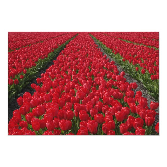 Impression Photo Fleur champ de tulipes, Pays-Bas, Hollande (Devant)