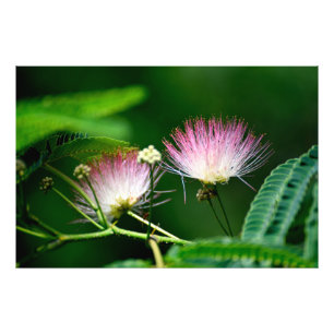 Impression Photo Fleur d'arbre Mimosa