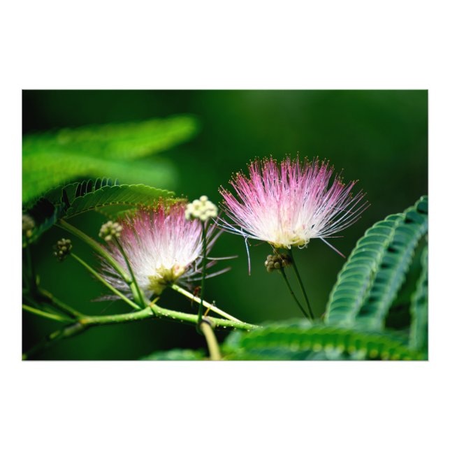 Impression Photo Fleur d'arbre Mimosa (Devant)