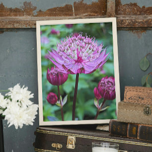 Impression Photo Fleur d'Astrantia rose