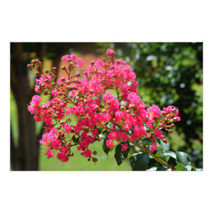 Impression Photo Fleur de buisson à myrte de crêpe vibrante