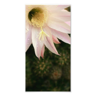 Impression Photo Fleur de cactus