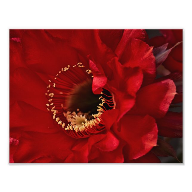 Impression Photo Fleur de Cactus de champ (Devant)