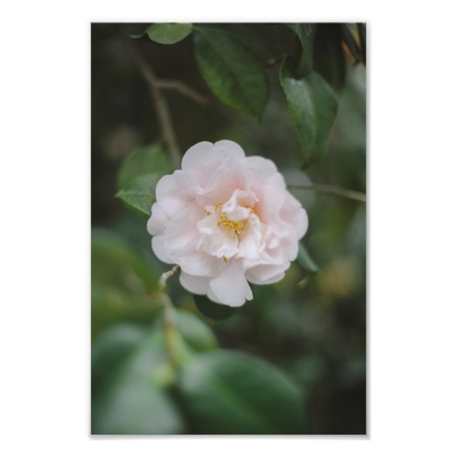 Impression Photo Fleur de Camellia blanche (Devant)
