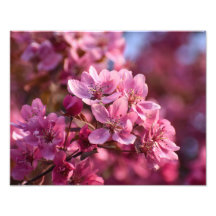 Fleur de cerise