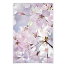 Fleur de cerise en rose clair et bleu