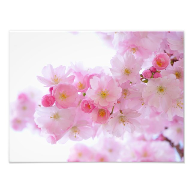 Impression Photo Fleur de cerisier japonaise (Devant)