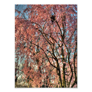 Impression Photo Fleur de cerisiers en pleurs, Ohio