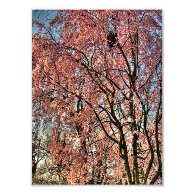 Impression Photo Fleur de cerisiers en pleurs, Ohio (Devant)