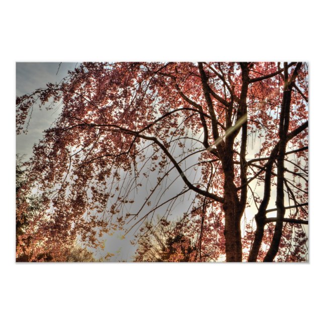 Impression Photo Fleur de cerisiers en pleurs, Ohio (Devant)