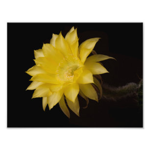 Impression Photo Fleur de citron à tarte Cactus